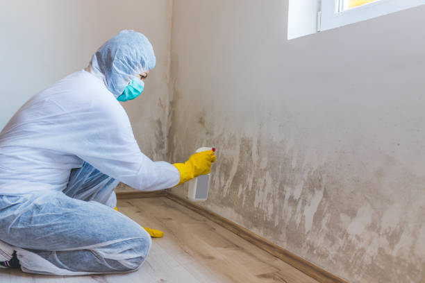 Licensed Basement Mold Remediation service in Winterville, NC - 24 Hour Mold Removal