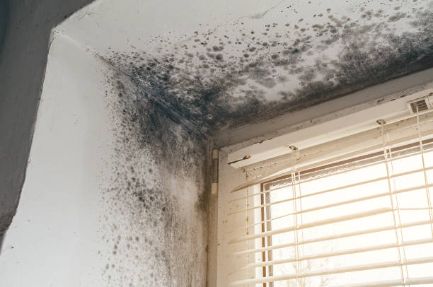 Affordable Basement Mold Remediation solutions in Winterville, NC